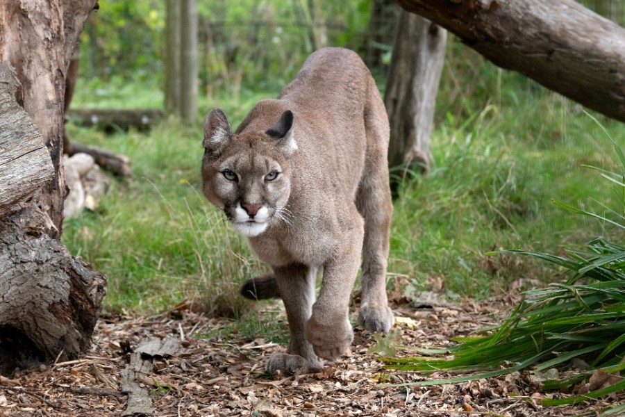 A 4-year-old was injured in a mountain lion encounter at Olympic National Park. Stay safe on trails-know what to do if you see wildlife!   internewscast.com/local-news/mou…