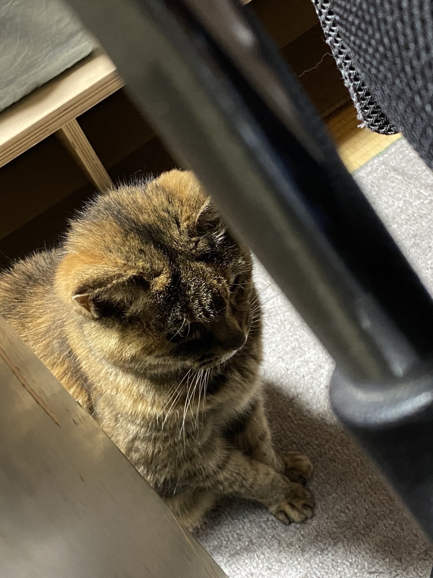 ねこ先輩 on X: 