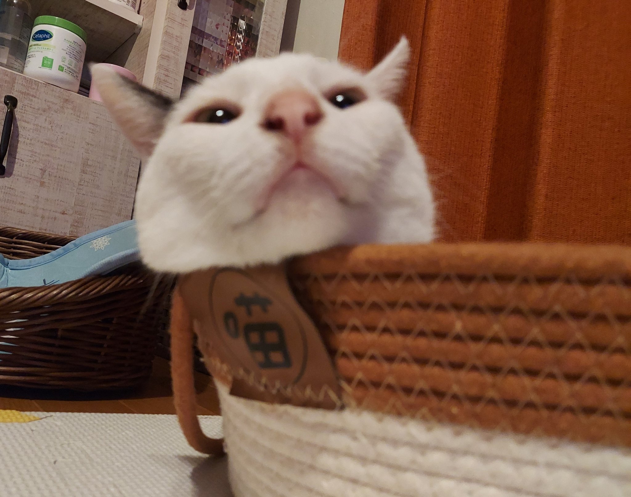 豆猫 20241106_f55b1c.jpg