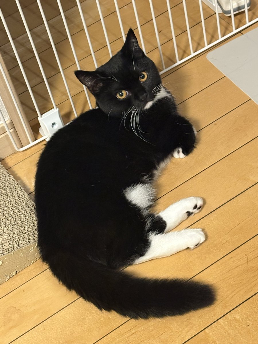 tavi_sapien_s's tweet image. よるのおててぐにゃ