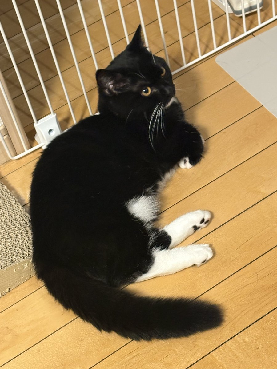 tavi_sapien_s's tweet image. よるのおててぐにゃ