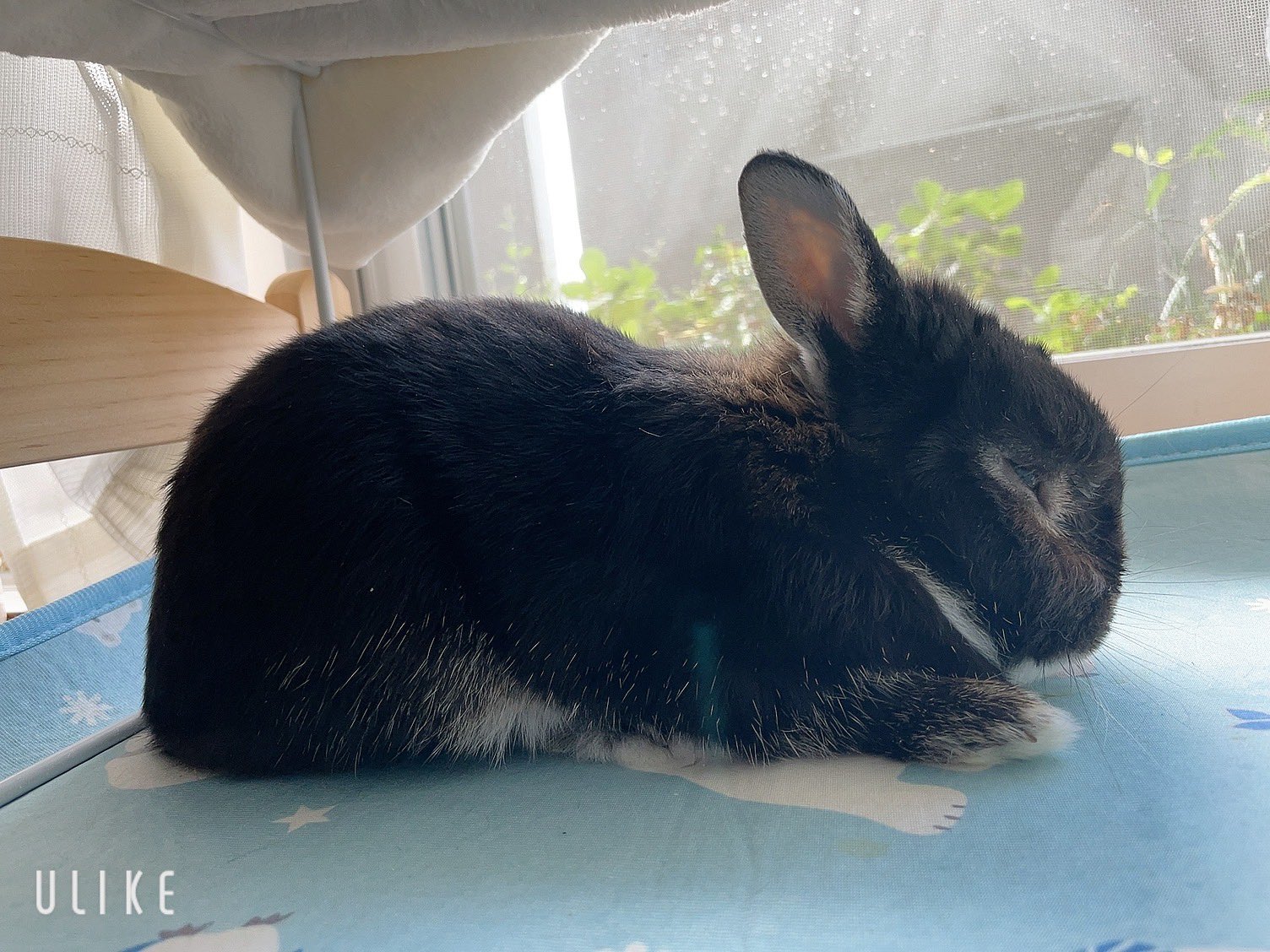 うさこ(・x・)♪♪ on X: 