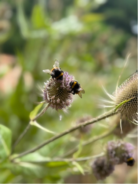 QcWynter's tweet image. Lacking the inspiration to finesse a legal argument which would make new law (which most of you now know usually means restating the law as it has always been), I popped along for inspiration to the local nature reserve.
Gardens, bees, butterflies & "The Great Spanish Chestnut".