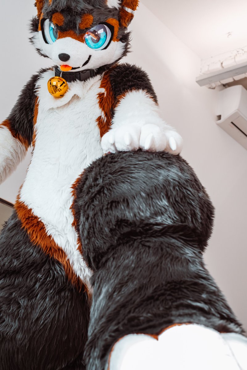 #FursuitEveryday 
📸<a href="/DonDon_Fur/">돈돈 / DonDon</a>