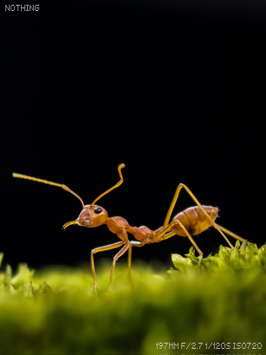 Ajeesh021997's tweet image. Beyond Perception: The Telemacro Canvas with @nothing (3)
#WithNothing #nothingphone3
#ShotOnSnapdragon @Snapdragon @nothingindia
@AkisEvangelidis @getpeid @Technerd_9