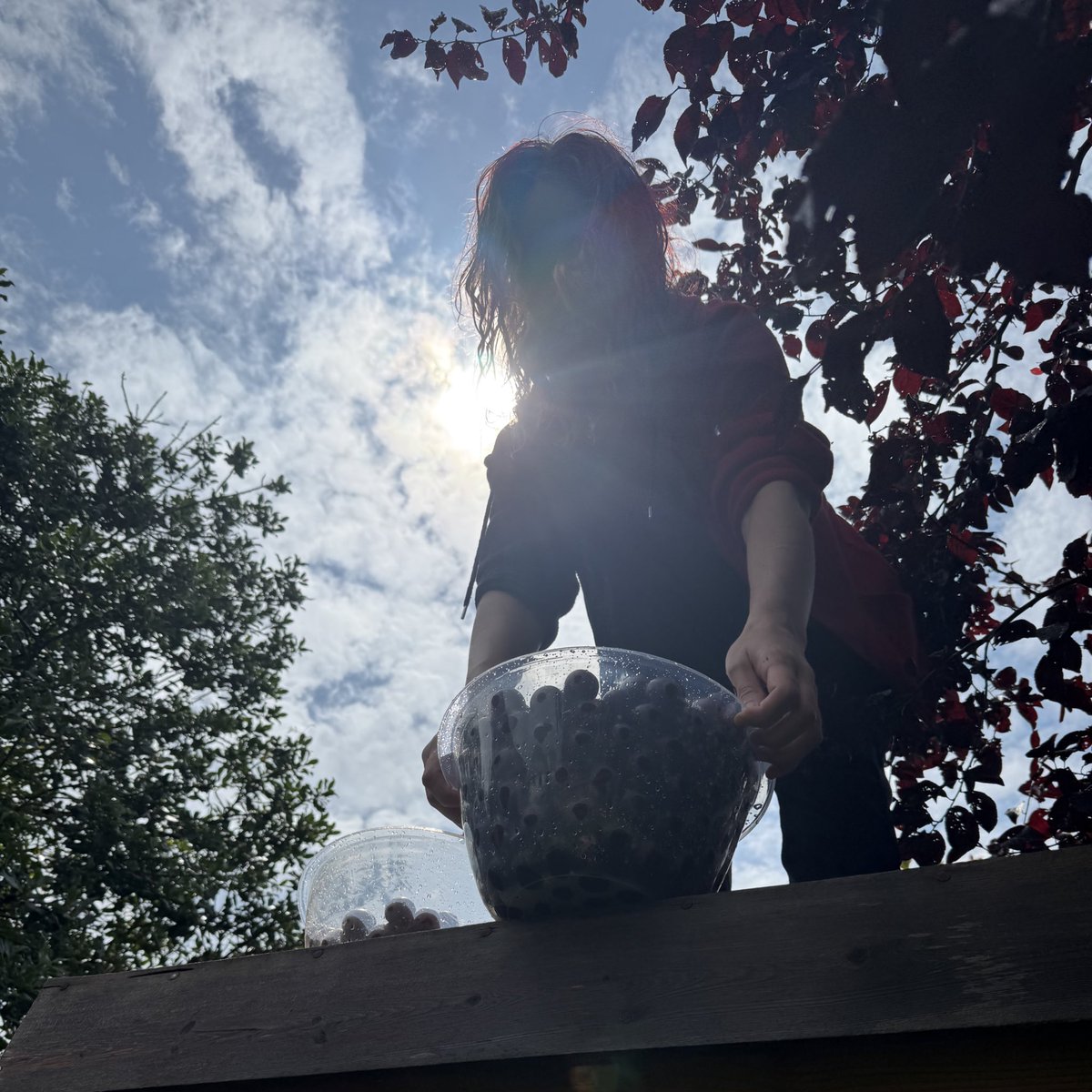 LadyOfTheSeaUK's tweet image. Plum picking ready to make blackberry & plum jam later.
Mum mode activated ⚡️