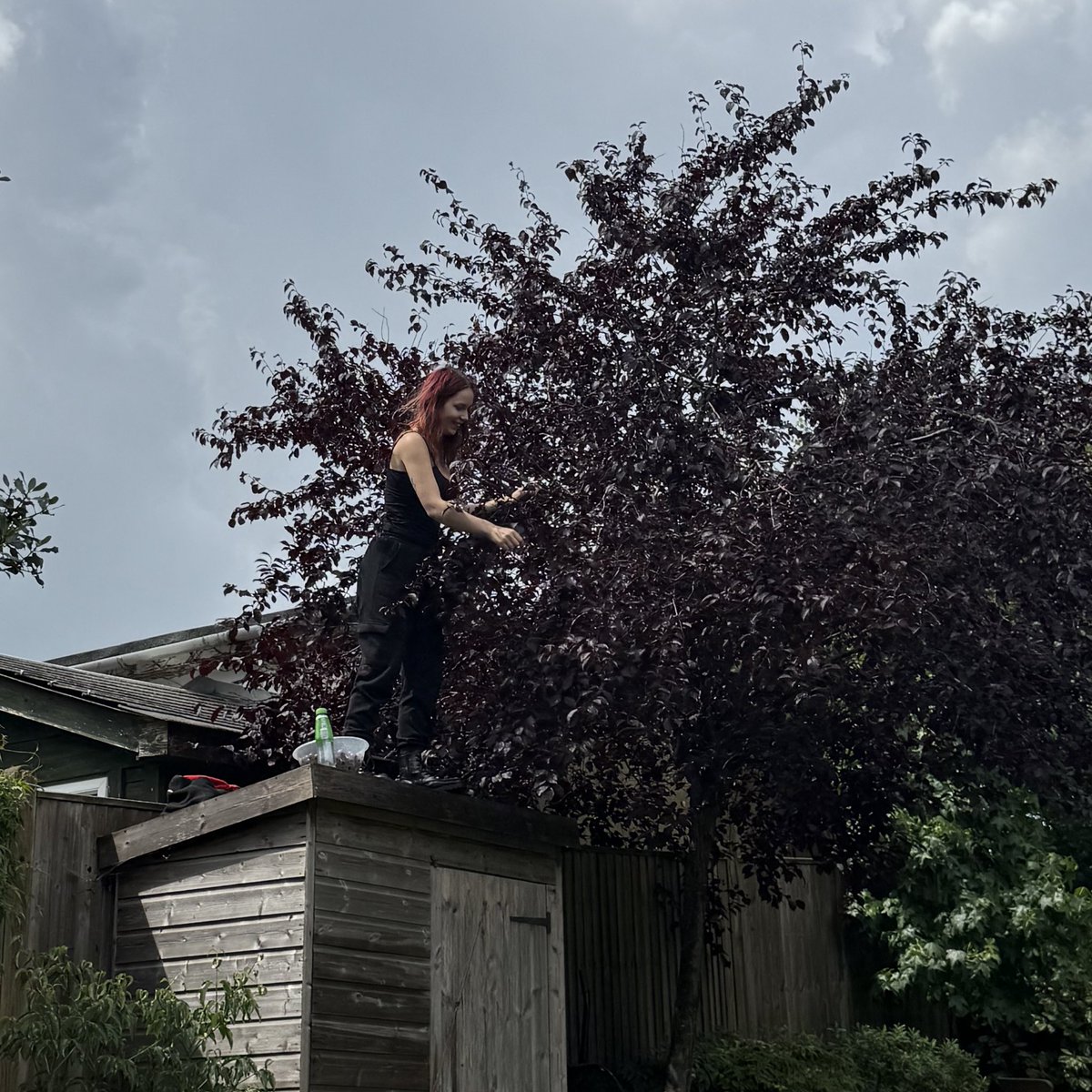 LadyOfTheSeaUK's tweet image. Plum picking ready to make blackberry & plum jam later.
Mum mode activated ⚡️