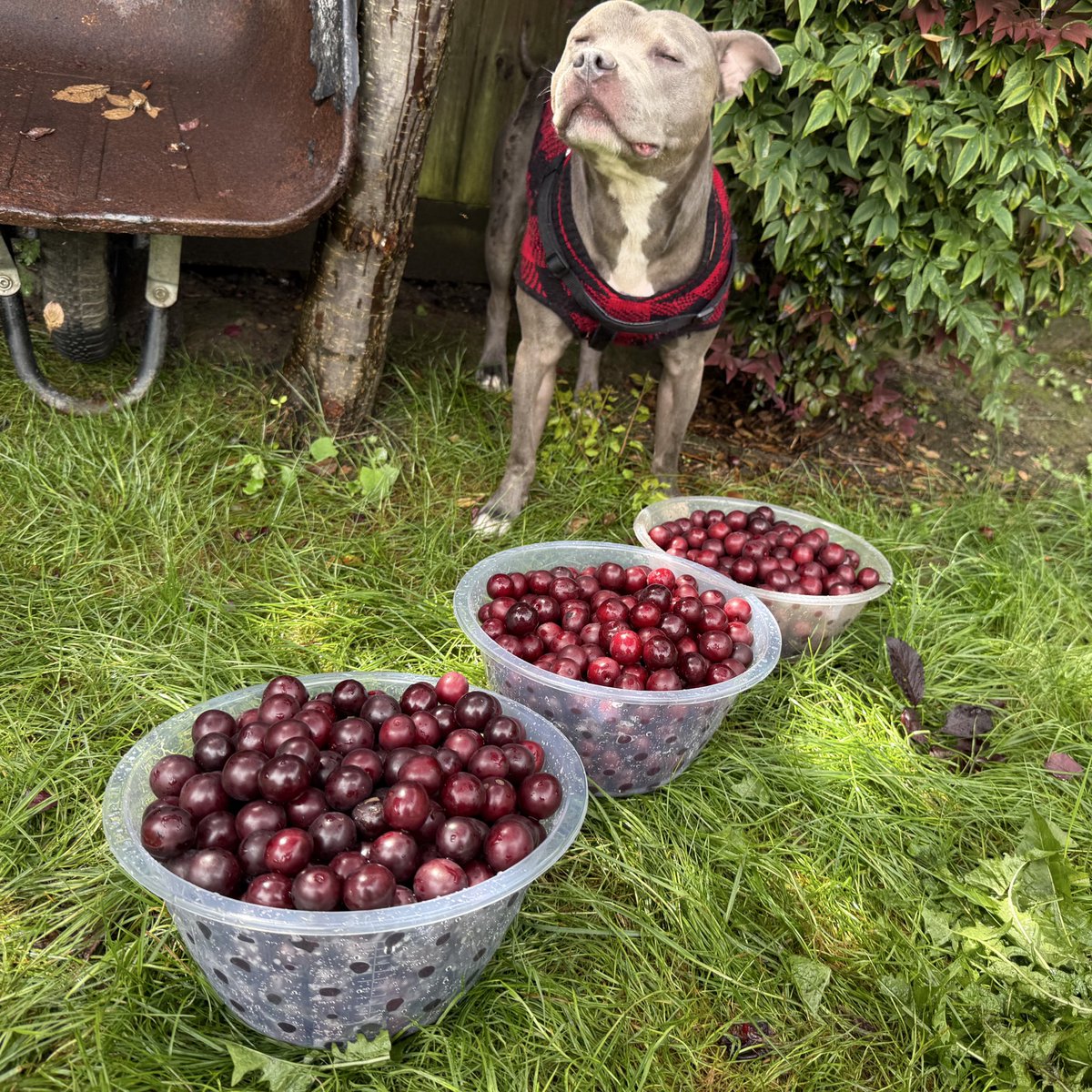 LadyOfTheSeaUK's tweet image. Plum picking ready to make blackberry & plum jam later.
Mum mode activated ⚡️