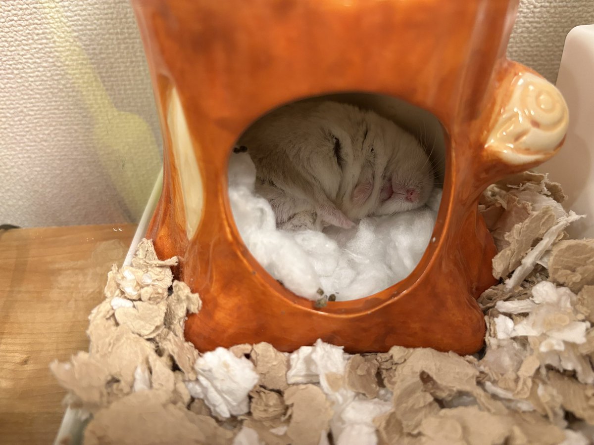 Pch___10's tweet image. むぎちゃんがあまりにも気持ち良さそうに寝っ転がっていたので⋯🥹
