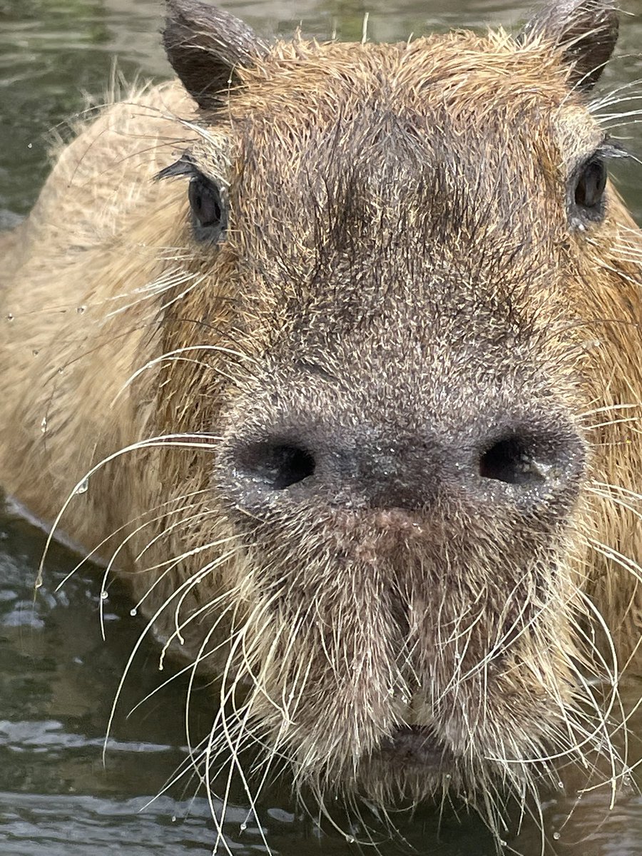 capybara5179's tweet image. カピバラは水に浸かっている時は鼻の穴開きがち🐽
#カピバラ
#capybara
#水豚
#卡皮巴拉