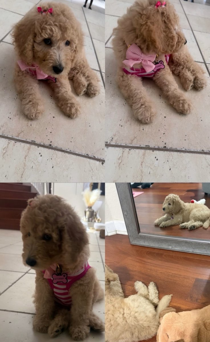 Executionn_'s tweet photo. Meet stormy the newest pup added to the family 🥹💕💕 https://t.co/KqmLAaSz1h