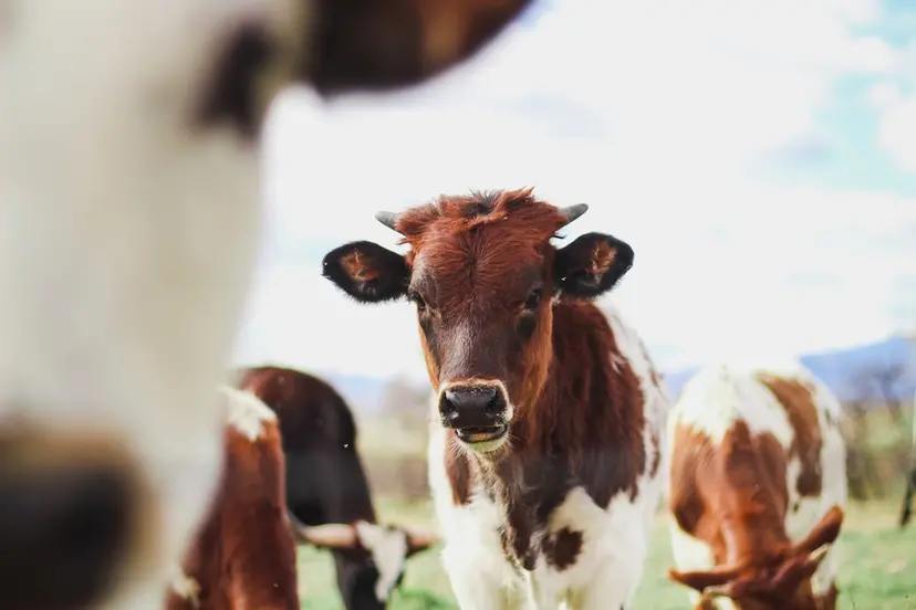 Lumpy skin disease (LSD) threatens local livestock sector in Sardinia, Italy. Vaccination plan launched
spr.ly/6011fySBV