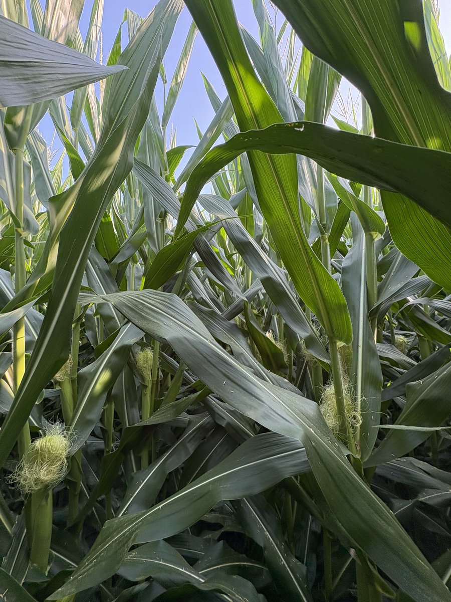 ScottIrwinUI's tweet image. No twisted tassels in the Champaign County Field of Dreams. A jungle of vegetation, pollen, and shoots. Inch of rain in last week saved the crop. But will need more to finish well. Been in a dry pocket the last month. Looks very good overall considering the dryness.