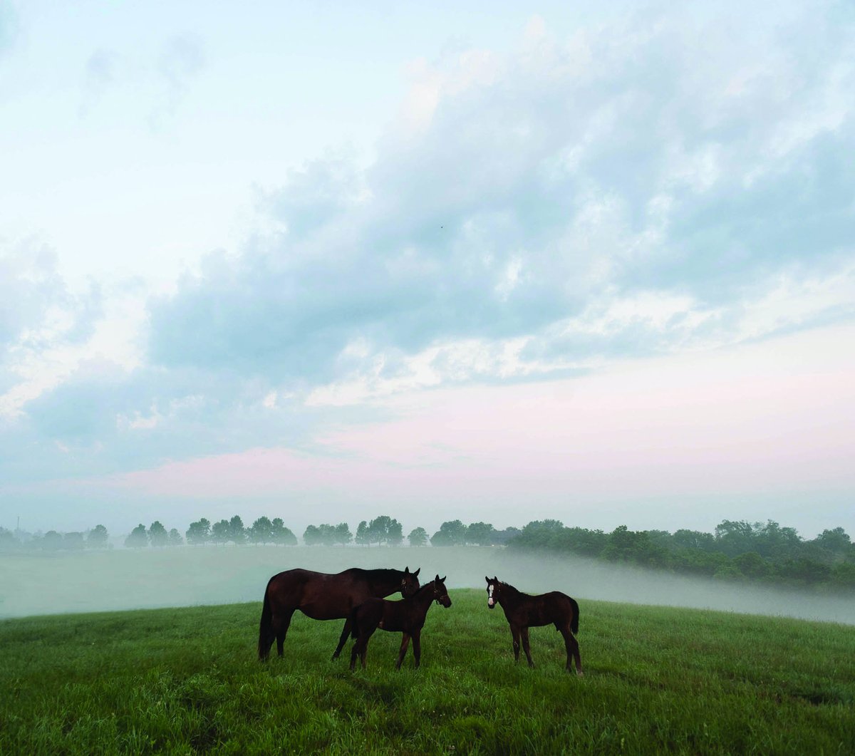 Grayson_JC's tweet image. Today, your support means even more! 🐴🐎🏇
Every dollar donated to @BreedersCup Charities will be matched up to $100K for the Annual Day of Giving!
Donate now: breederscup.com/charities