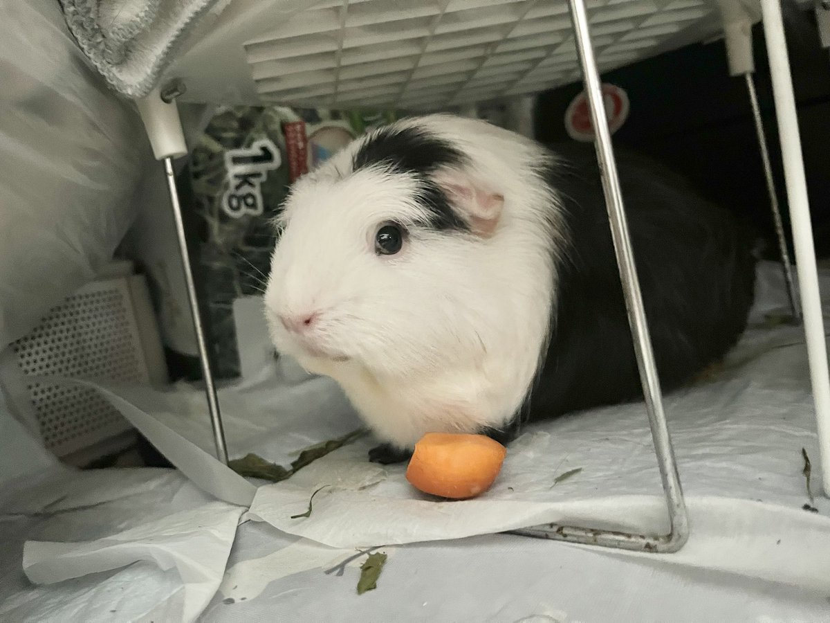pitan201908's tweet image. AIモルじゃないよ