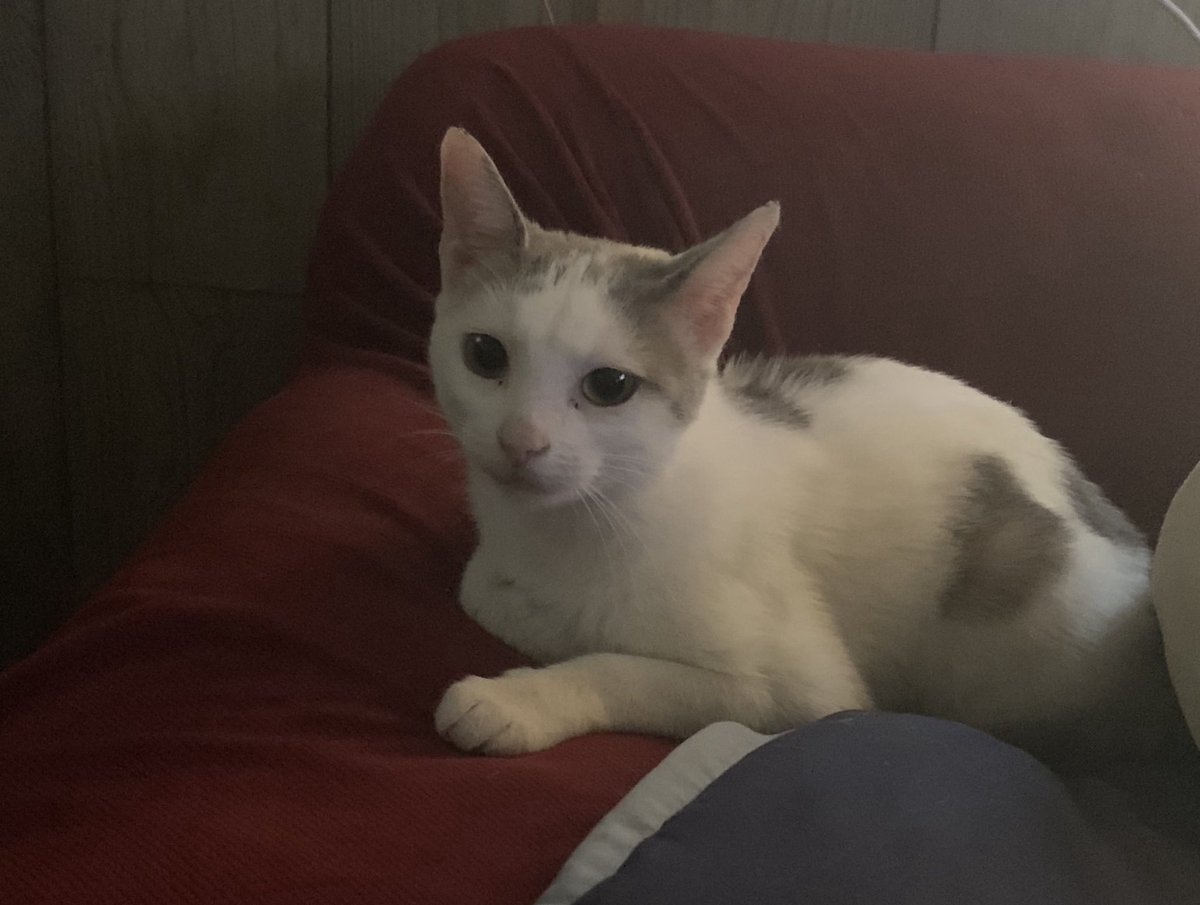The_JimmyD's tweet image. OMG GUESS WHO IS 8 YEARS OLD TODAY!!!! #HappyBirthdayPeanut 😻😻😻😻😻😻😻