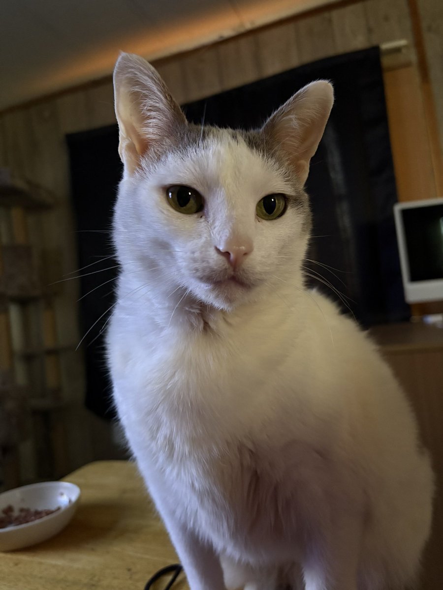 The_JimmyD's tweet image. OMG GUESS WHO IS 8 YEARS OLD TODAY!!!! #HappyBirthdayPeanut 😻😻😻😻😻😻😻