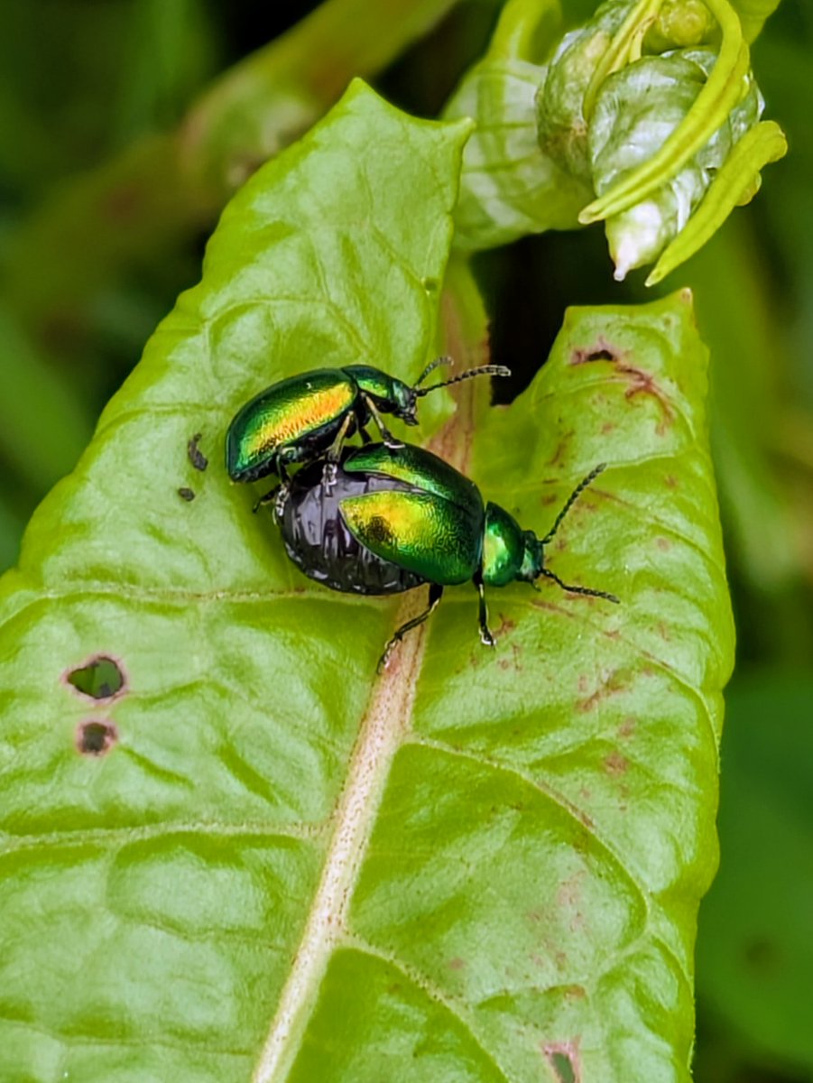 pam_mcinnes's tweet photo. #WildwebWednesday A pair of mating Green Dock Beetles on a dock leaf in S.Cumbria. https://t.co/T24BwJAvUv