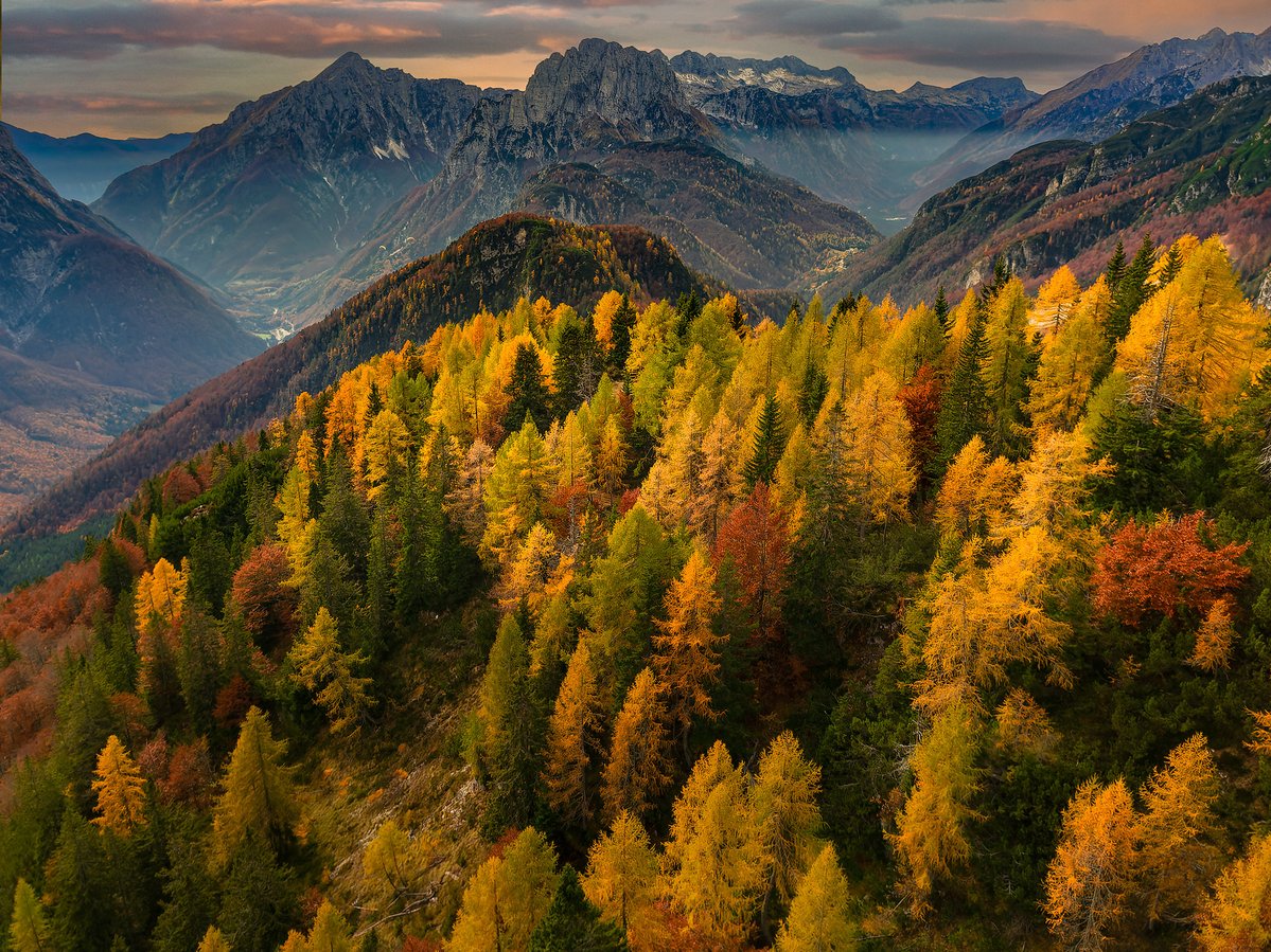 JureYurko's tweet image. Forest
