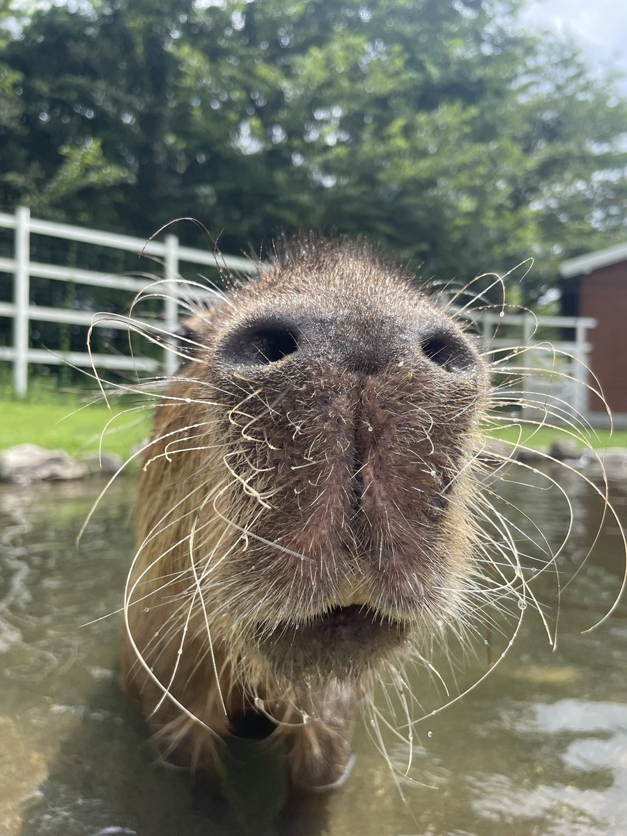 capybara5179's tweet image. くんくん　くんくん🐽
何か美味しいものくれますかー🐽
#カピバラ
#capybara
#水豚
#卡皮巴拉