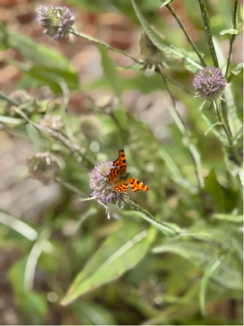 QcWynter's tweet image. Lacking the inspiration to finesse a legal argument which would make new law (which most of you now know usually means restating the law as it has always been), I popped along for inspiration to the local nature reserve.
Gardens, bees, butterflies & "The Great Spanish Chestnut".