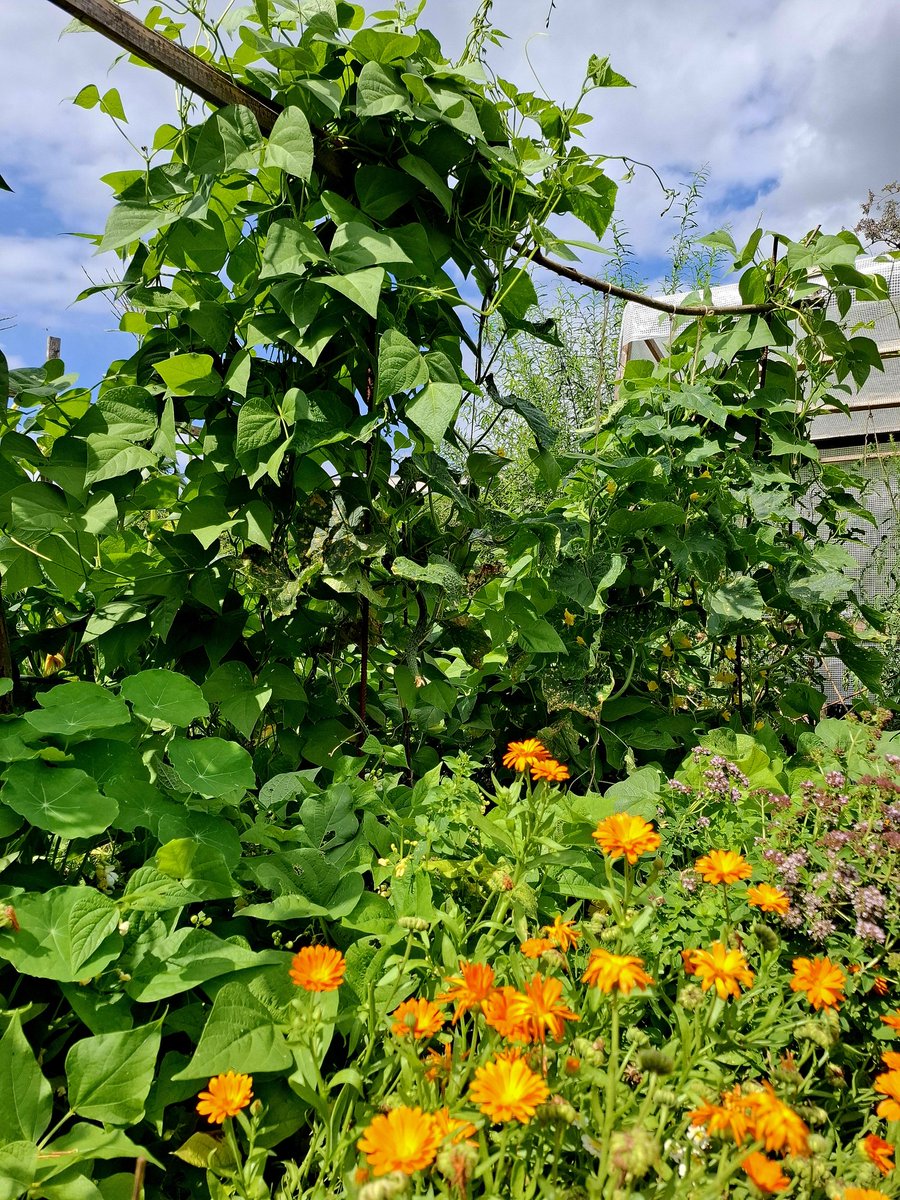 Ein Tag im #Gemüsedschungel 

Wenns mal nicht regnet.