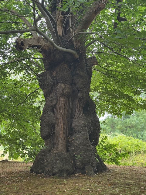 QcWynter's tweet image. Lacking the inspiration to finesse a legal argument which would make new law (which most of you now know usually means restating the law as it has always been), I popped along for inspiration to the local nature reserve.
Gardens, bees, butterflies & "The Great Spanish Chestnut".