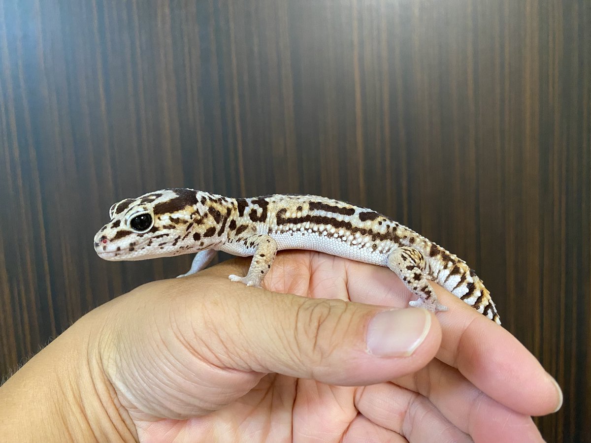 RCgVGTAjkRf6bQT's tweet image. つよしくん🦎
可愛い😆
シーツ交換のお手伝い😁
#ニシアフリカトカゲモドキ
#ファインレプタイルズ