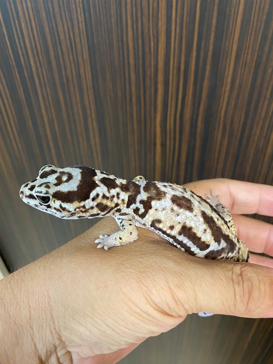 RCgVGTAjkRf6bQT's tweet image. つよしくん🦎
可愛い😆
シーツ交換のお手伝い😁
#ニシアフリカトカゲモドキ
#ファインレプタイルズ