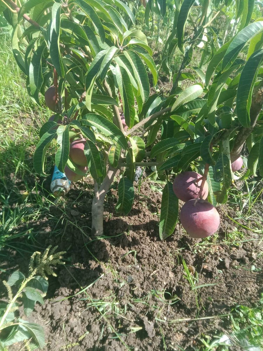 Agronommejean's tweet photo. Mango crop maintenance entails systematic irrigation, strategic pruning, balanced fertilization, integrated pest management, mulching for moisture retention, and consistent monitoring to promote optimal plant health and maximize yield. https://t.co/IjhVgxKxOw