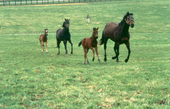 Grayson_JC's tweet image. Today, your support means even more! 🐴🐎🏇
Every dollar donated to @BreedersCup Charities will be matched up to $100K for the Annual Day of Giving!
Donate now: breederscup.com/charities