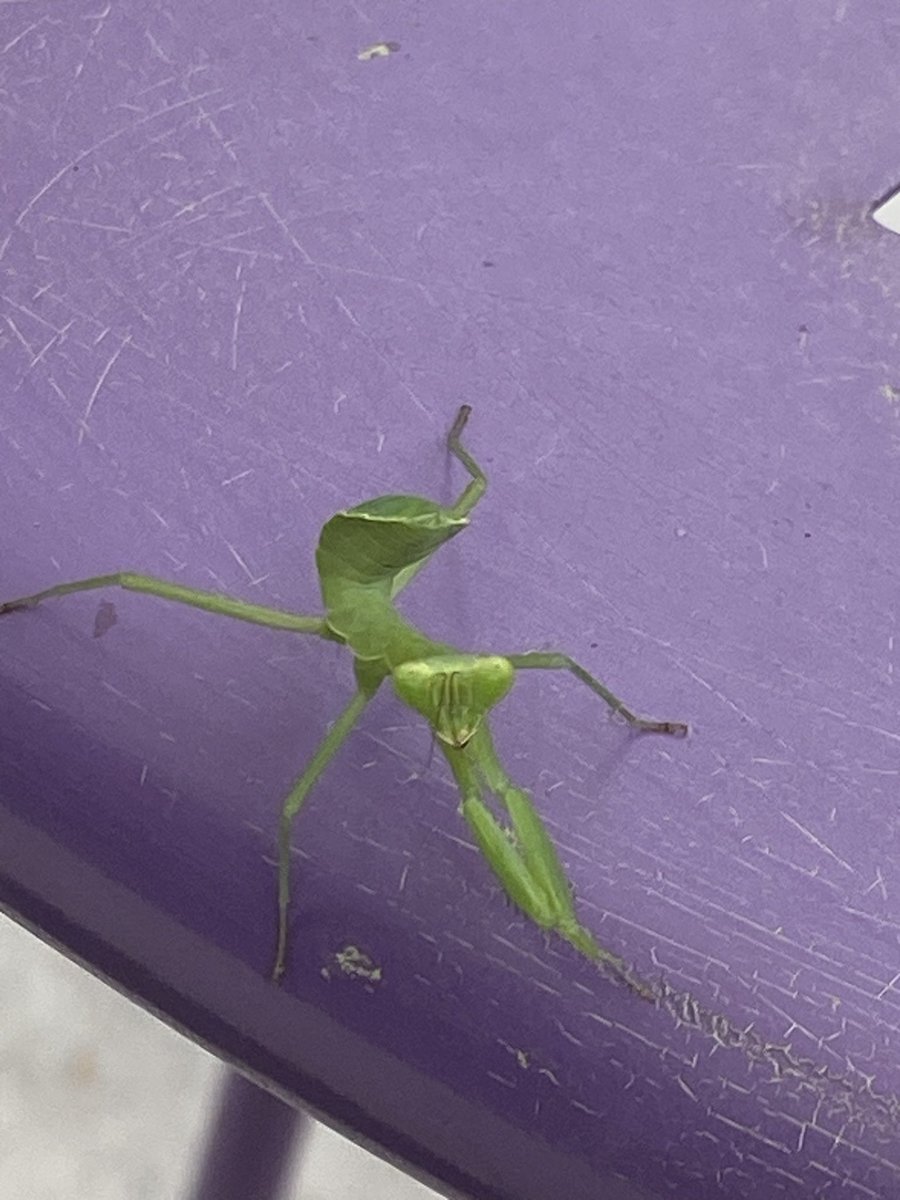 Look at this little poser, eyes firmly looking into the camera, tuche raised up!