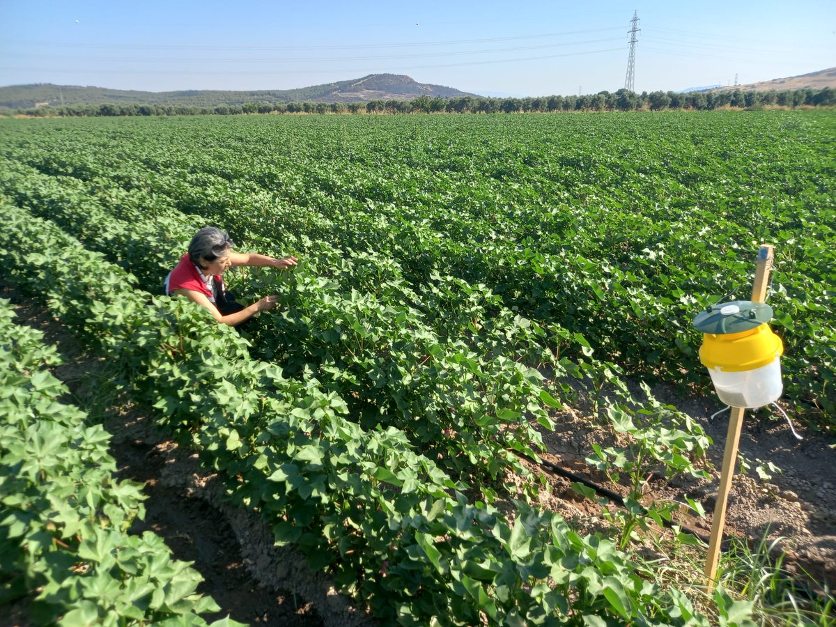 Bağ, pamuk ve zeytin alanlarında hastalık ve zararlı kontrolleri gerçekleştirildi. 

<a href="/TCTarim/">T.C. Tarım ve Orman Bakanlığı</a> <a href="/AliagaKaymakaml/">Aliağa Kaymakamlığı</a>