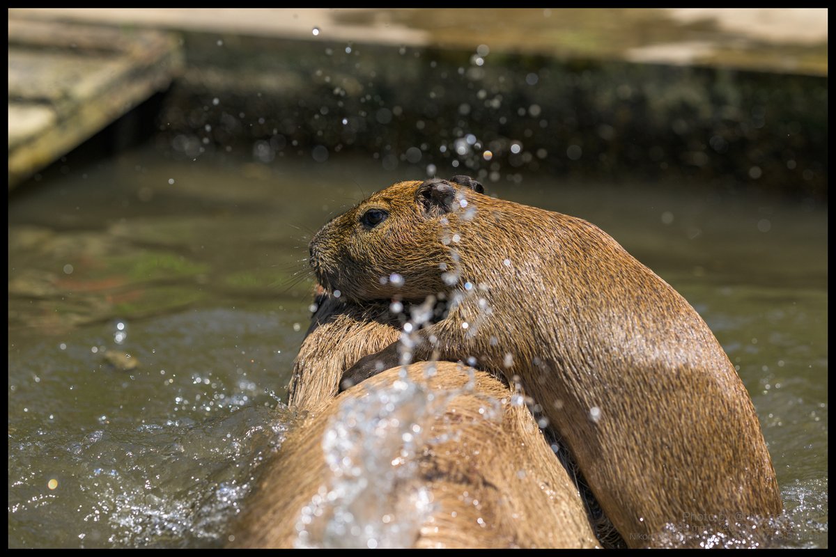 hiro_capy_ooo's tweet image. ざぶーん
#Capybara #カピバラ #袖ヶ浦ふれあいどうぶつ縁