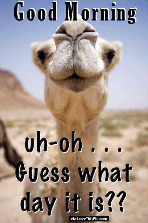 derailedgamer's tweet image. 🌞☕️Good morning 𝕏. Here we are, half way there! 😎Need I say what day it is🐫. Hey, Hey have a blast of a day!