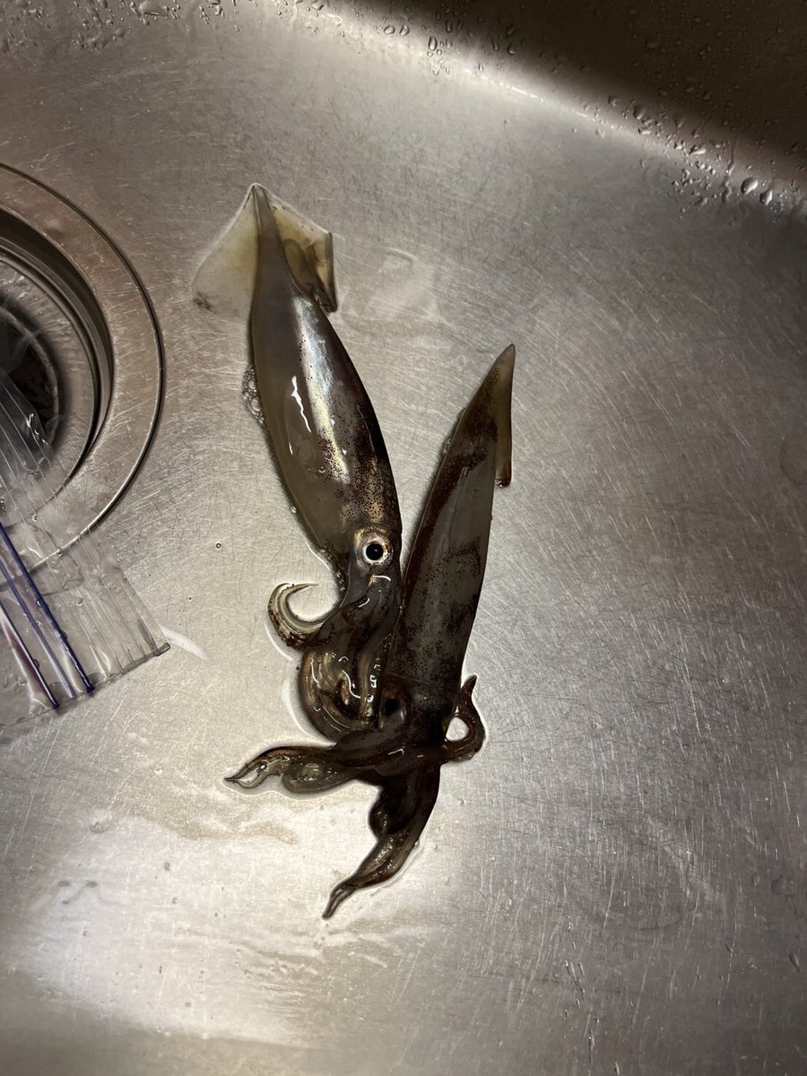 息子っちとサクッとイカ釣り行って来た🦑
めちゃくちゃ美味かった✨