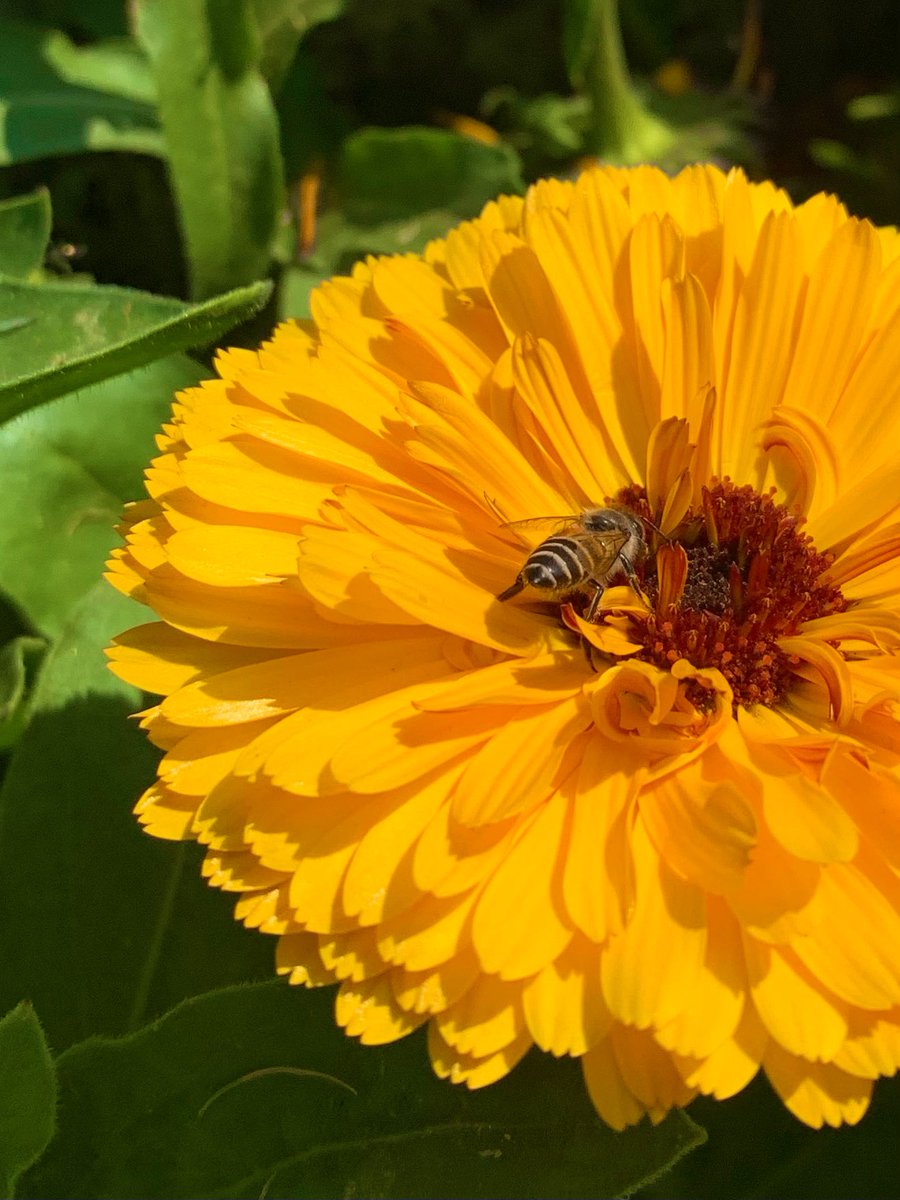 DrShoots_'s tweet photo. “Nature’s little collaboration. 🐝🌼”
A bee, a bloom, and a world full of colors and purpose.
What’s your favorite flower to photograph?
#MacroPhotography #NatureLovers #BeeAndBloom #CloseUpMagic #DrShoots https://t.co/Uqj8AcgOTC