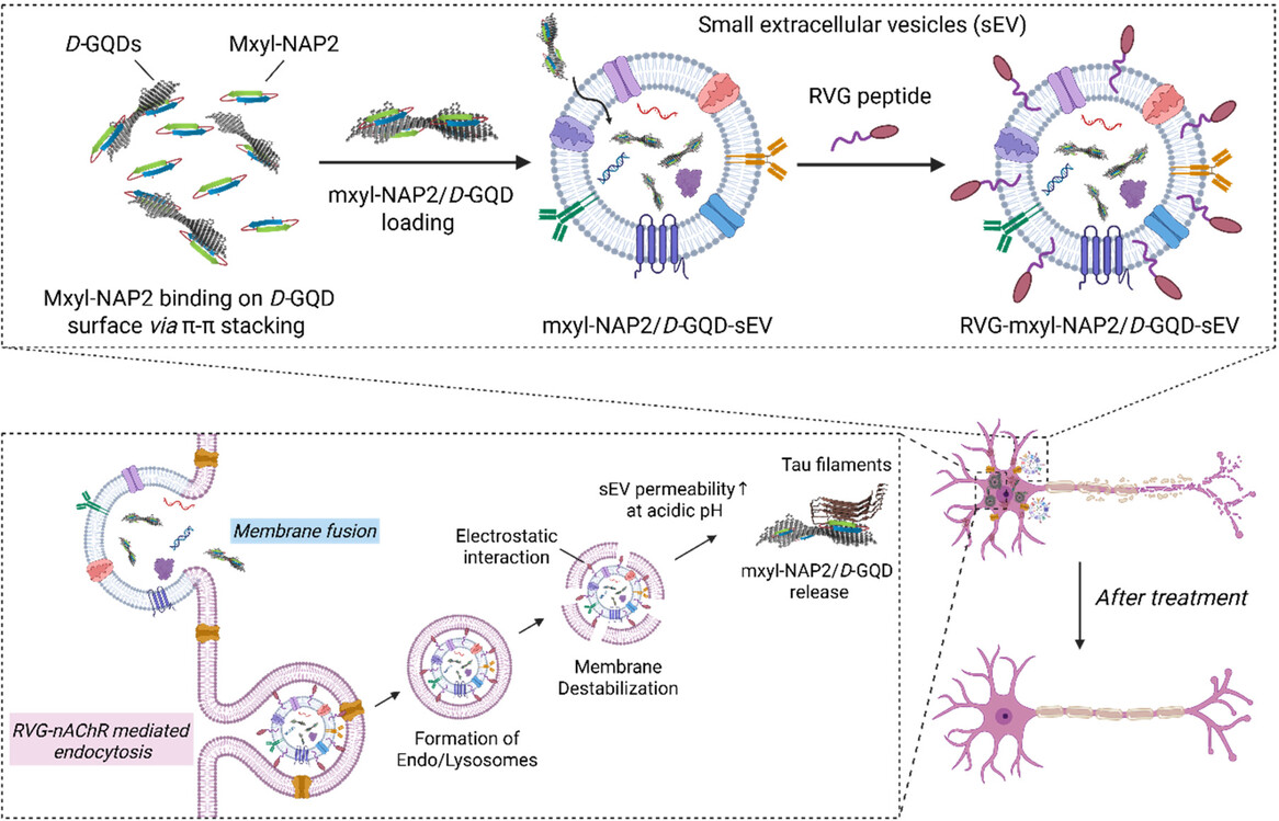 🧠 Our new paper on Tau-targeting peptide–GQD-loaded sEVs for treating tauopathies is out: advanced.onlinelibrary.wiley.com/doi/10.1002/an…
Congrats to Dr. Runyao Zhu, my first PhD student, on her final first-author paper &amp; new role at Qilu Stem Cell! Wishing her all the best in this next chapter!