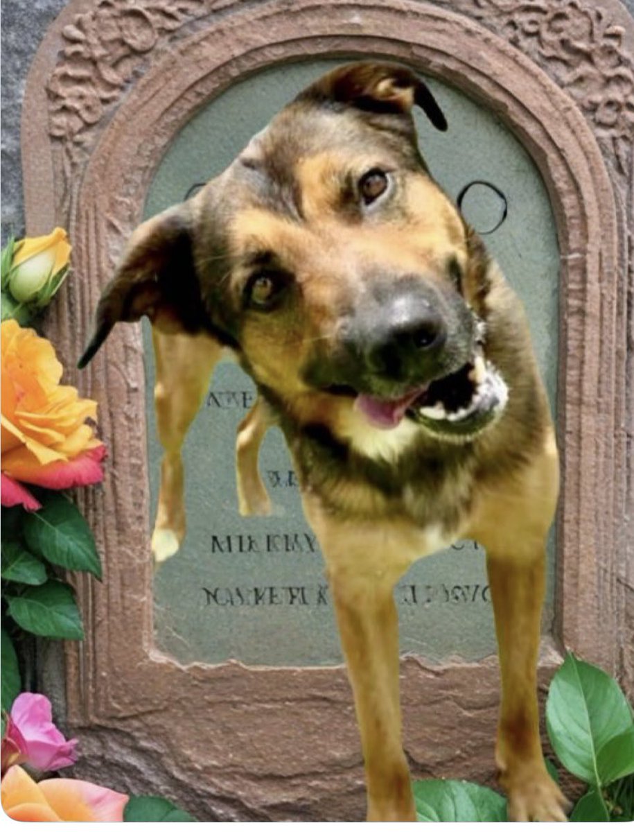 Leporidae11410's tweet image. I don't know if this is appropriate, but I wanted to post a tribute to DORITO.
To me, he was "the golden boy" in EVERY single way. His heart was pure, trusting, loving, joyful, and innocent. His face was BEYOND beautiful.
His death underscores the need to FIGHT for every…