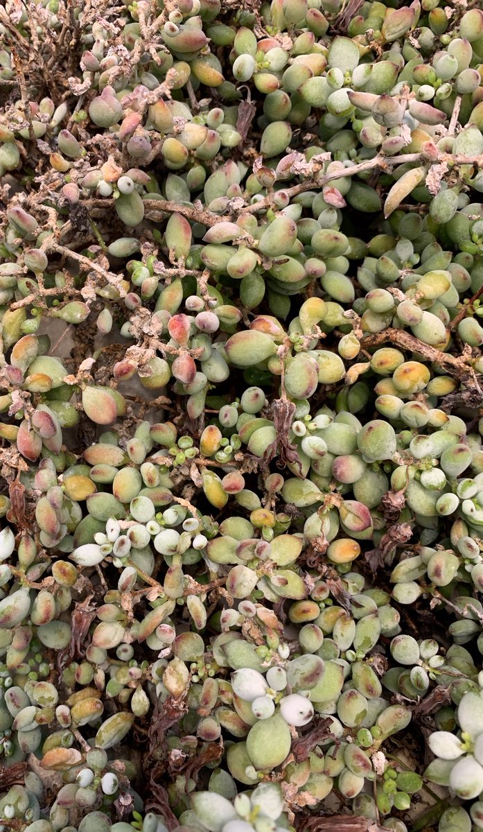 Cotyledon pendens