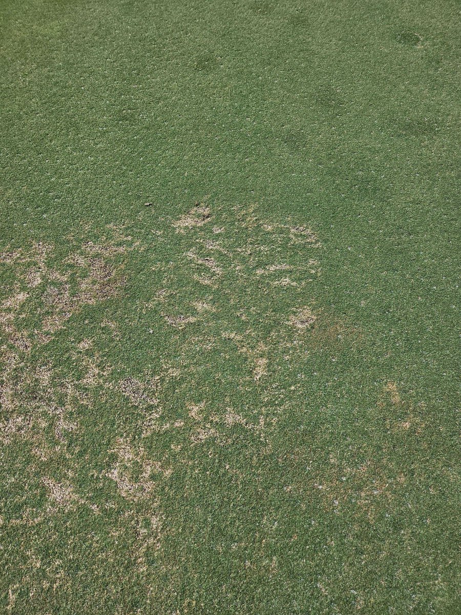 turf_talk1's tweet image. Turf Talk tonight! @1Rowland1 is going to join us and talk managing off type bermudas in greens among other things. See everyone 7ish est tonight!
@TyRobbTurf @BorRazu13
Thanks to our partners
@AerationTech
#ATIGOLFSERVICES