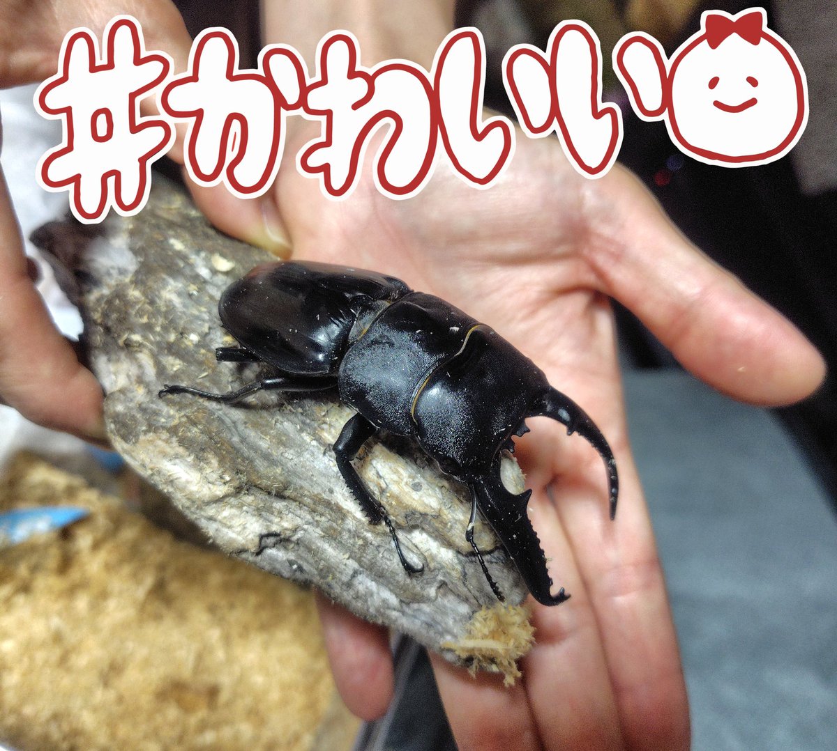 miyukichi8bit's tweet image. 「13ww連勤ww術師www」などとたわ言を漏らしながらスーパーを徘徊していたらバカでっかいクワガタが売っててつい買ってしまった。ストレスですね。
パラワンオオヒラタ。我が家のラッツ&スターが増えました。