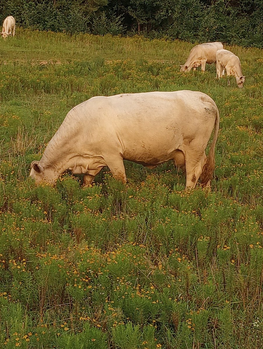 HemmerleinLee's tweet image. Surrounded by bitter sneezeweed, this Charolais cow finds sweetness in the simple life. Let’s all graze on what makes us happy. #FindYourPeace #NatureWisdom