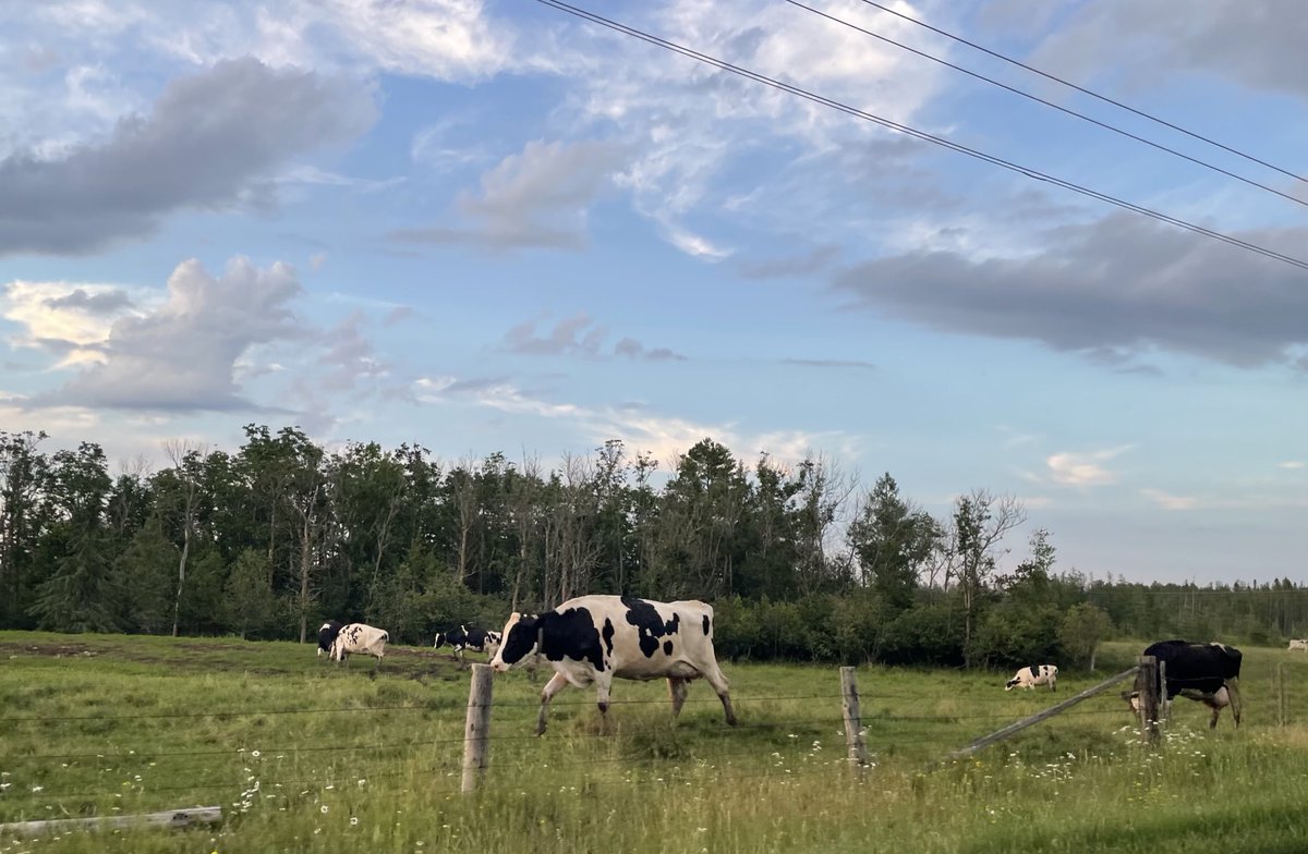 BrianJReisinger's tweet image. I love seeing cattle of any kind under a blue sky, but most of all Holstein dairy cows like we grew up with in Wisconsin.