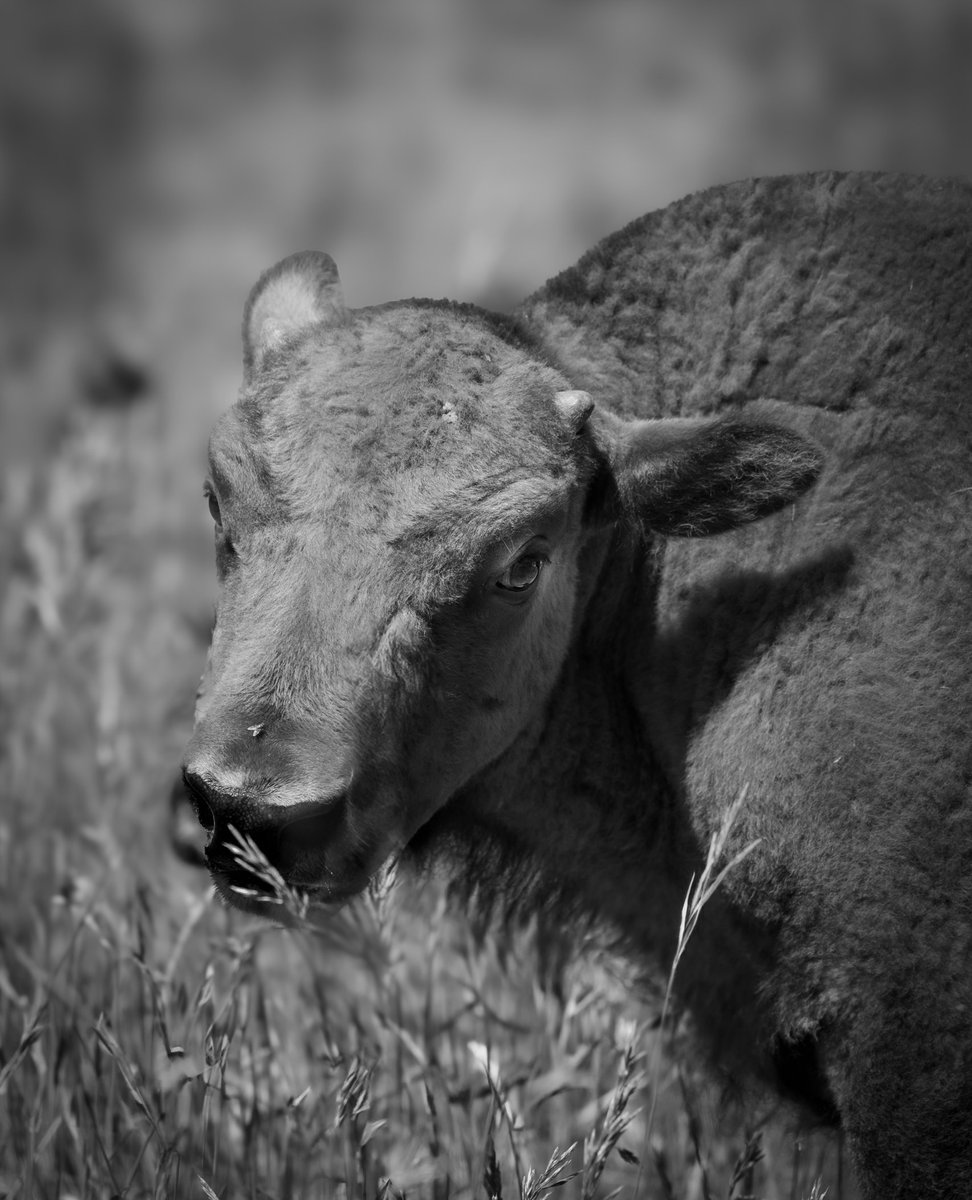 WildBeyondPhoto's tweet image. Good morning ❤️☕️
I missed Monochrome Monday, but here are some shots for Wildlife Wednesday.
• American Bison •
#Wildlife
©️ Wild & Beyond Photography