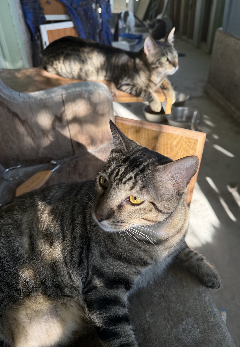 Porch kitties