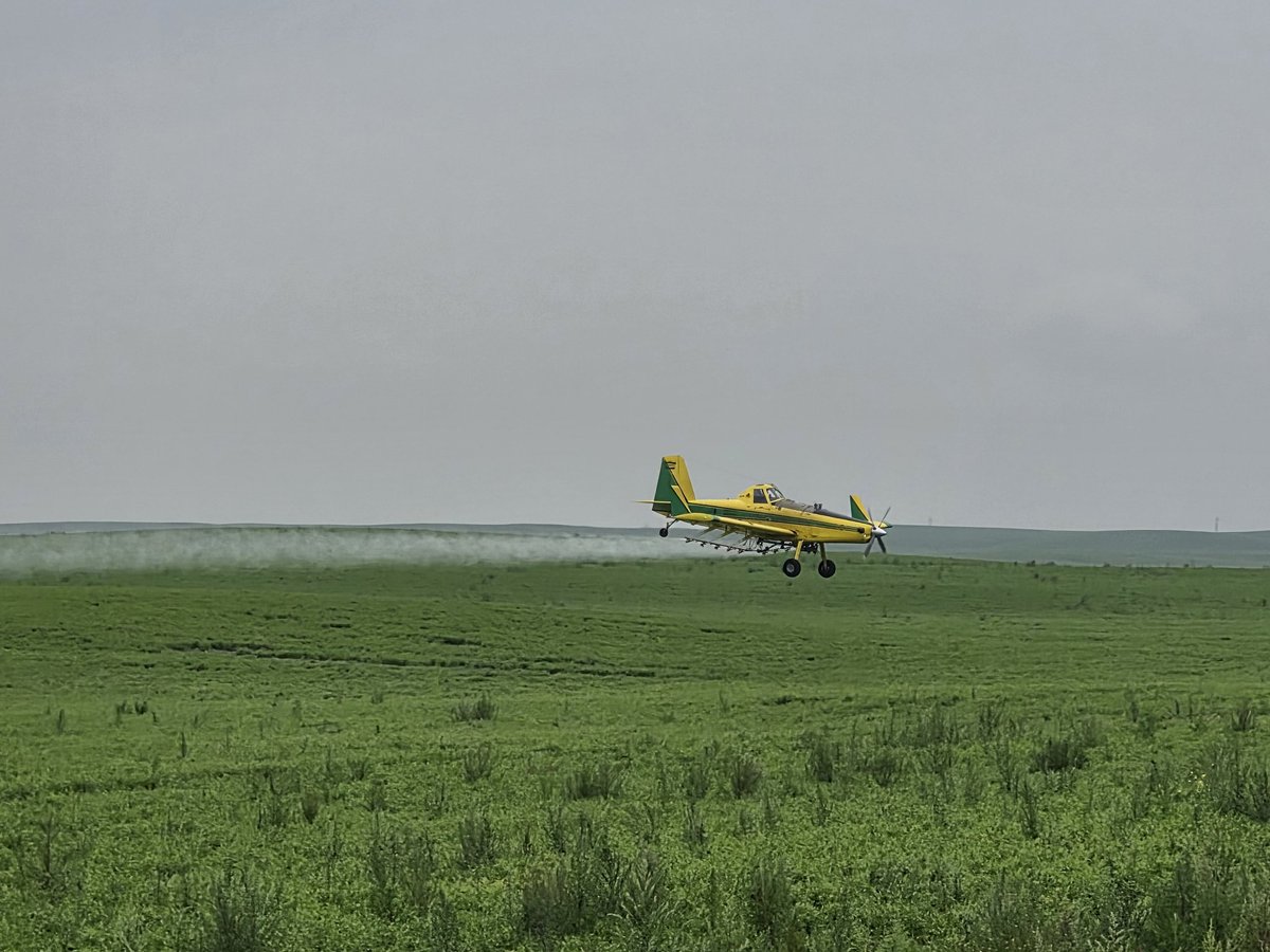 3 weeks ago I was second guessing putting fungicide on lentils,  now the plane did a second app on some acres.  Farming is a Rollercoaster!!