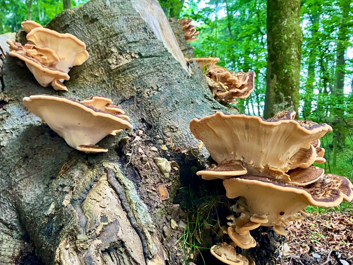Massive Magnificent Mushrooms 

Giant fungi 🍄‍🟫 on the tree stump
- my dog walk this afternoon 

#FungiFun #fungi #Nature #mycology #mushrooms