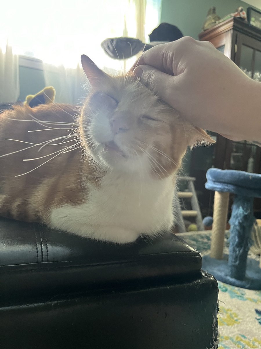 <a href="/oreoeocat/">oreo & monkey</a> is this goofy enough