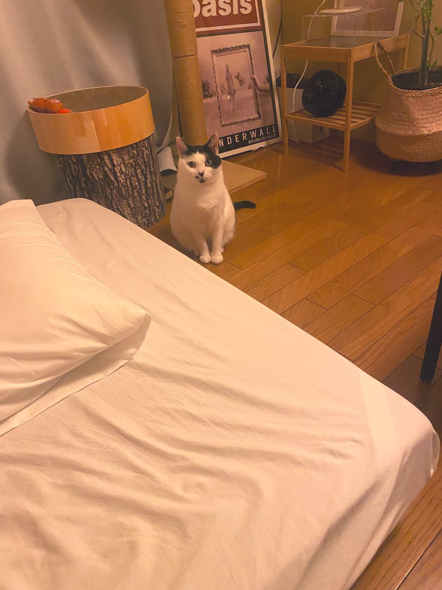 umedesukedomo's tweet image. なんかいるね